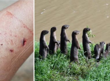 Otter_attack_in_singapore