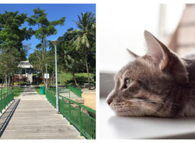 man_fined_for_not_feeding_cat_in_singapore_cat_dies_of_self_digetion
