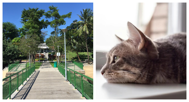 man_fined_for_not_feeding_cat_in_singapore_cat_dies_of_self_digetion