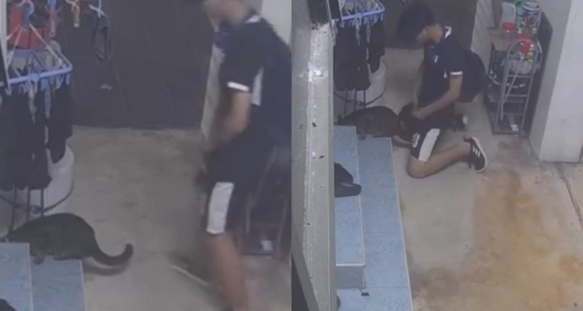 Bukit_Panjang_cat_abuse_Incident_Video_Viral