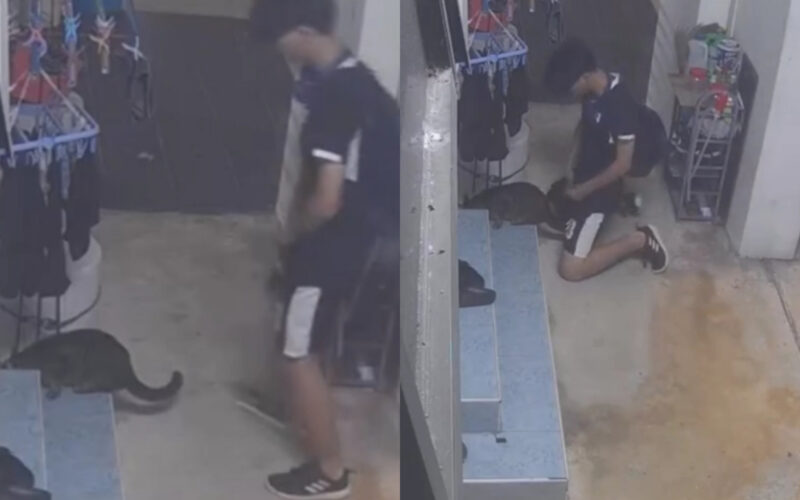 Bukit_Panjang_cat_abuse_Incident_Video_Viral