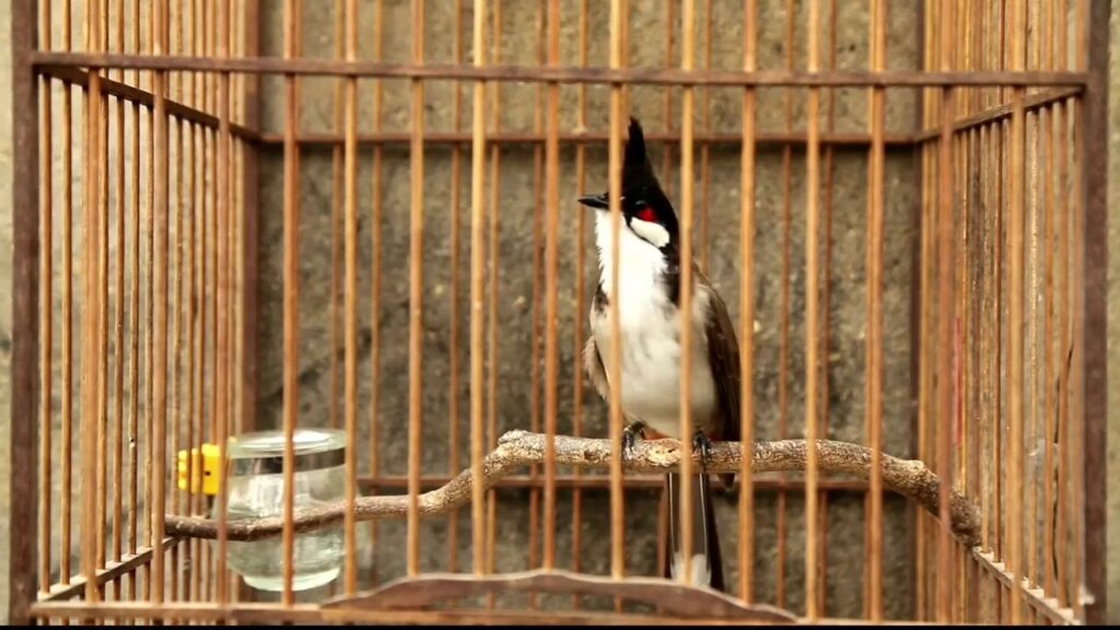 jambul_bird_inside_cage