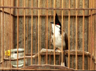 jambul_bird_inside_cage
