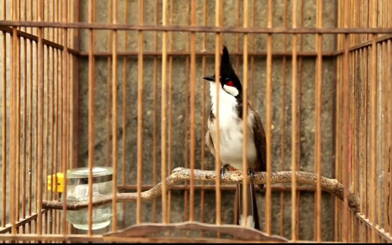 jambul_bird_inside_cage