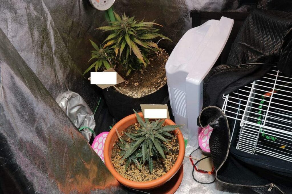 cannabis_plants_singapore