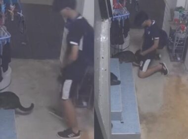 Teenager-charged-for-allegedly-having-sex-with-cat-in-singapore