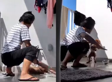 maid-in-singapore-jailed-for-dog-abuse-viral-video