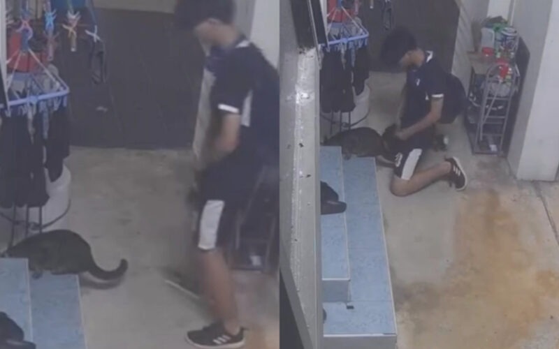 teen-who-performed-obscene-act-on-cat-pleads-guilty-in-court