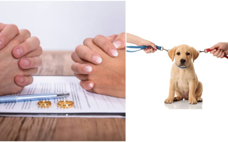 singapore-woman-divorced-claim-dog-ownership
