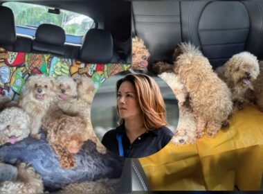 woman-in-singapore-fined-for-keeping-79-dogs-at-her-home