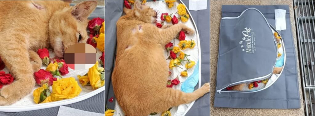 Noreen-Loh-Hui Min-Cat-Instagram_Post