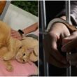 serial-cat-abuser-jailed-singapore