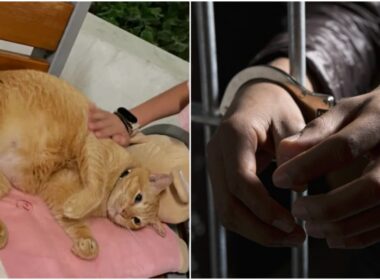 serial-cat-abuser-jailed-singapore