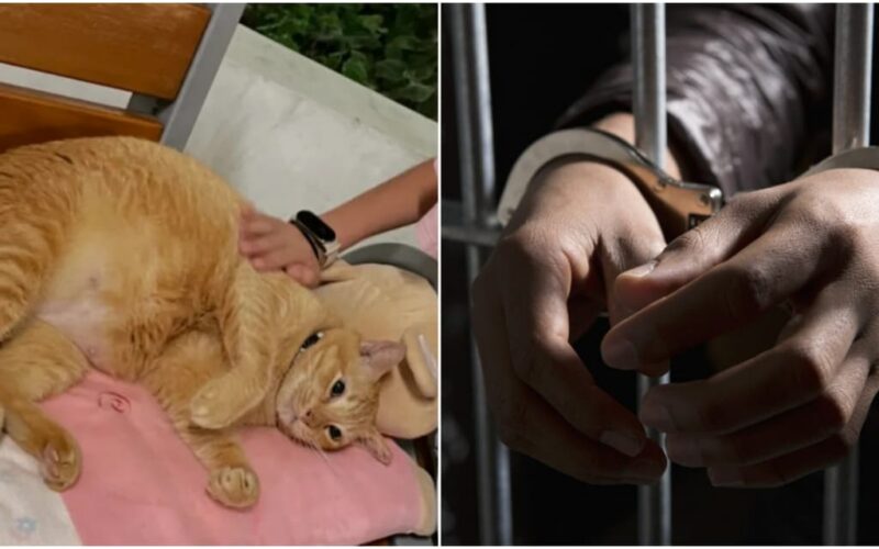 serial-cat-abuser-jailed-singapore