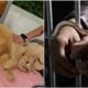 serial-cat-abuser-jailed-singapore